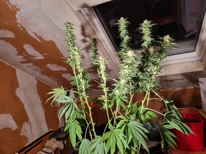 Growreport Bild 5