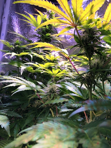 Growreport Bild 4