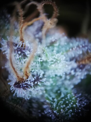 Mimosa_240107-7