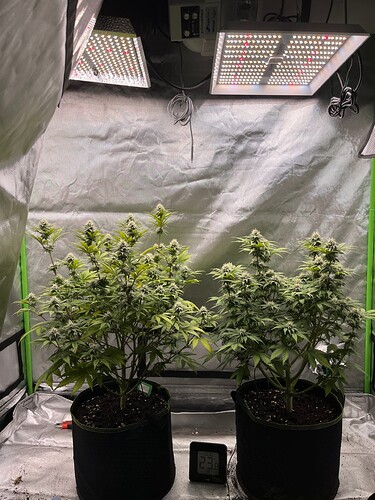 Growreport Bild 1