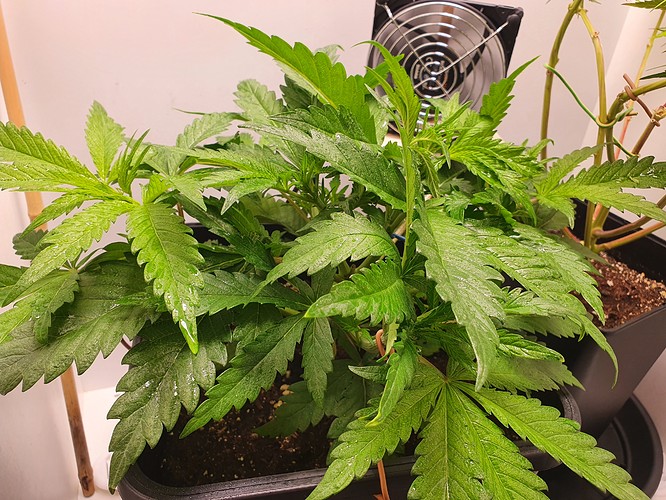 Growreport Bild 2