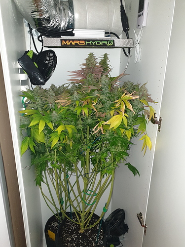 Growreport Bild 1
