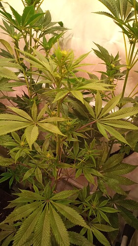 Growreport Bild 13