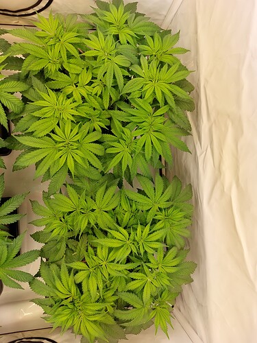 Growreport Bild 3