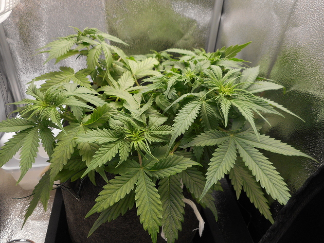 Growreport Bild 1