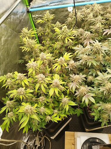 Growreport Bild 3