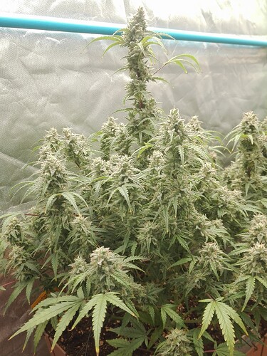 Growreport Bild 11
