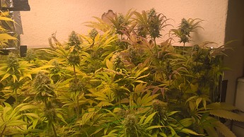 Growreport Bild 10