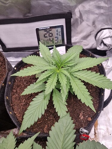 Growreport Bild 2