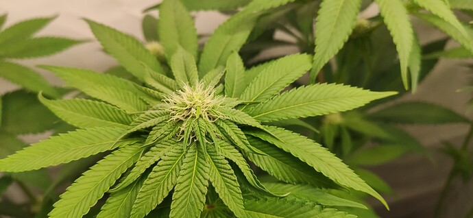 Growreport Bild 4