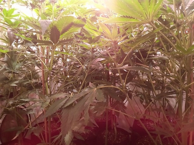 Growreport Bild 55
