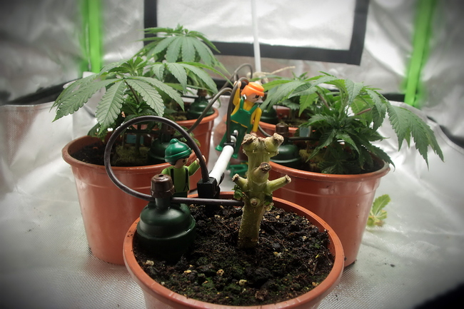 Growreport Bild 9