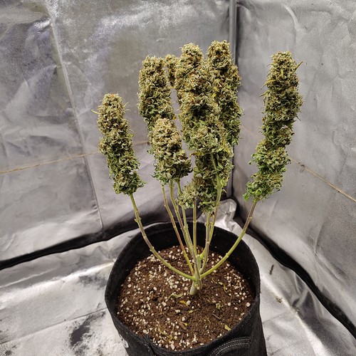 Growreport Bild 33