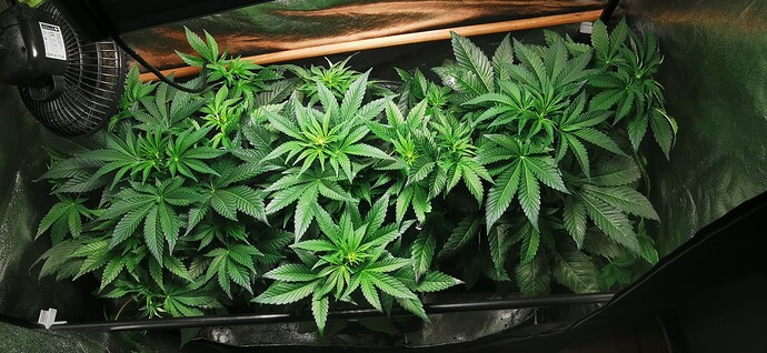 Growreport Bild 35