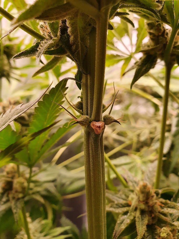 Neuer Grow und ab gehts
