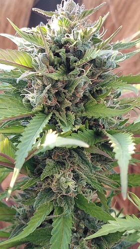 Growreport Bild 3