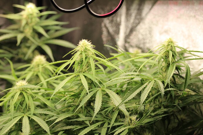 Growreport Bild 5