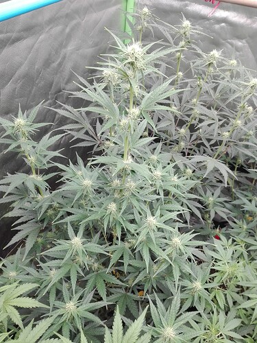 Growreport Bild 6