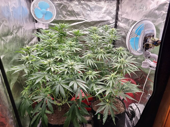 Growreport Bild 70