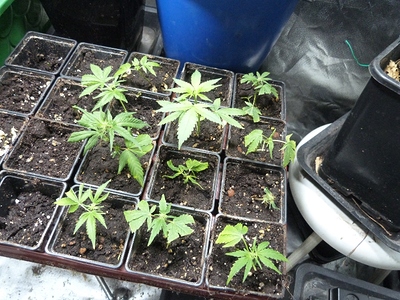 Growreport Bild 15