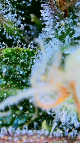 Growreport Bild 15