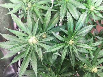 Growreport Bild 6
