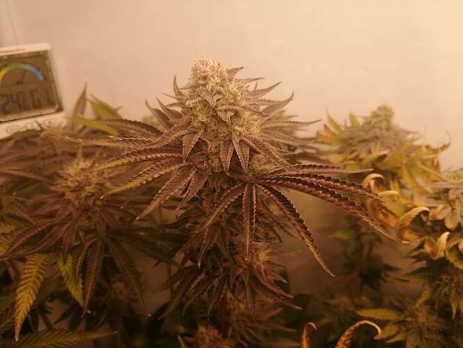 Growreport Bild 6