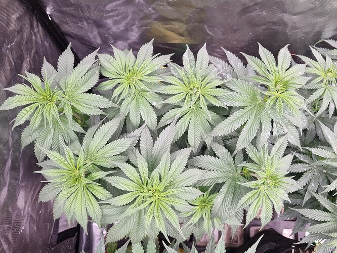 Growreport Bild 6
