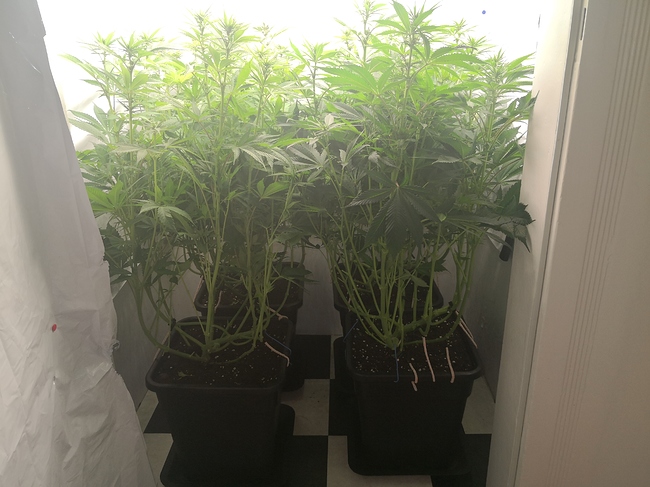 Growreport Bild 13