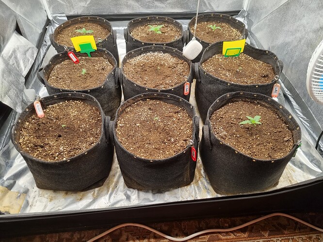 Growreport Bild 32