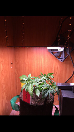 Growreport Bild 25