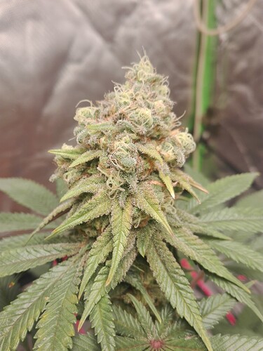 Growreport Bild 6