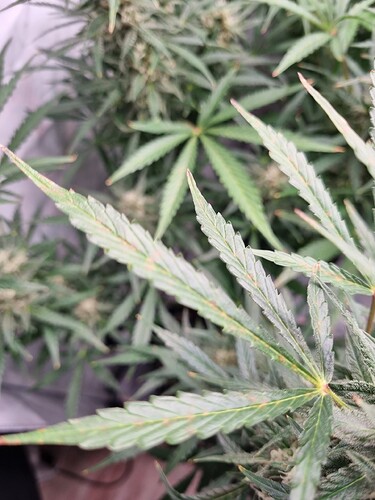 Growreport Bild 7
