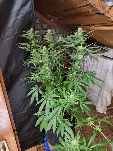 Growreport Bild 37