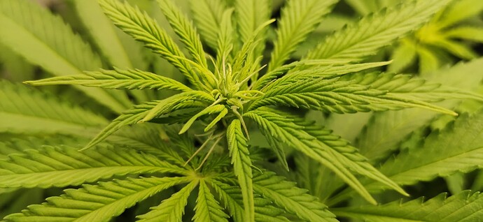 Growreport Bild 7