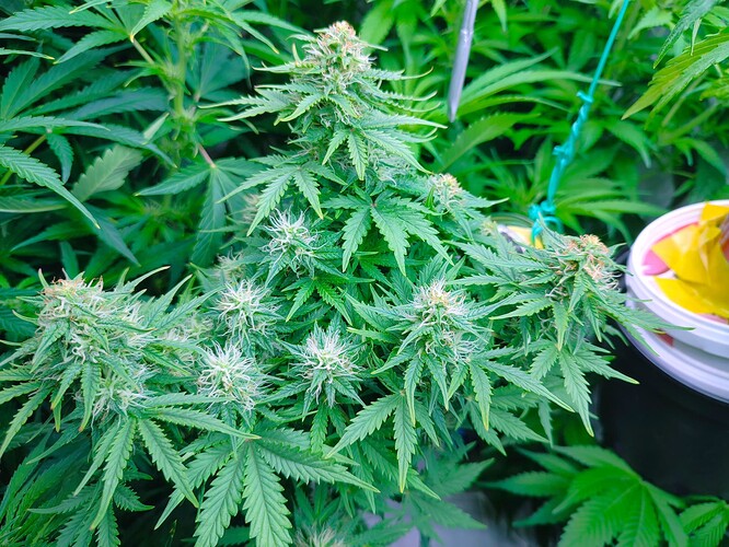Growreport Bild 28