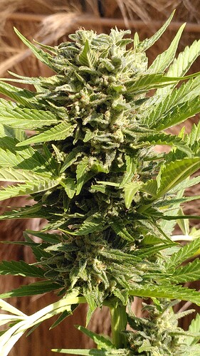 Growreport Bild 13