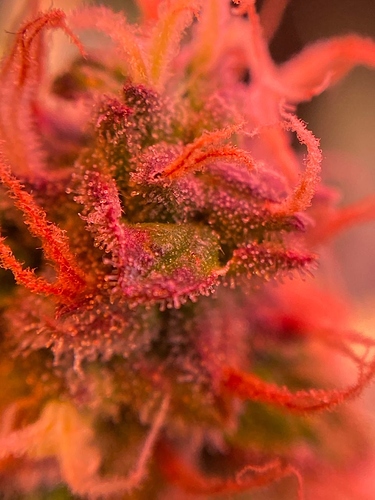 Growreport Bild 34