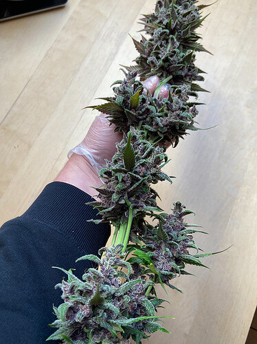 Fastbuds-mixed-imperessions-10