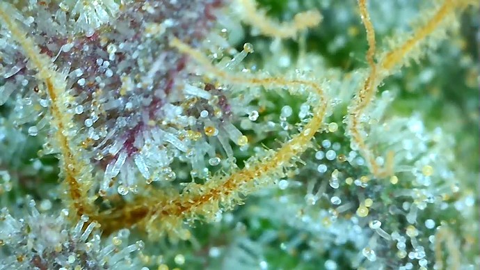Growreport Bild 50