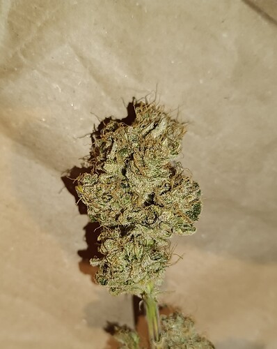 Growreport Bild 2