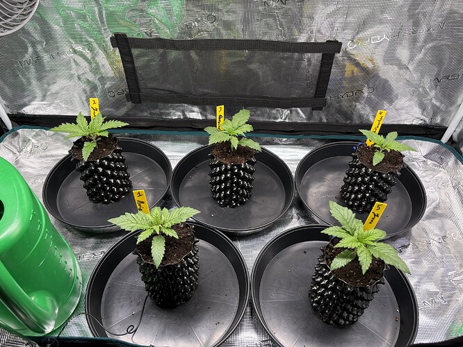 Growreport Bild 93