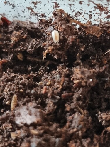 Growreport Bild 115