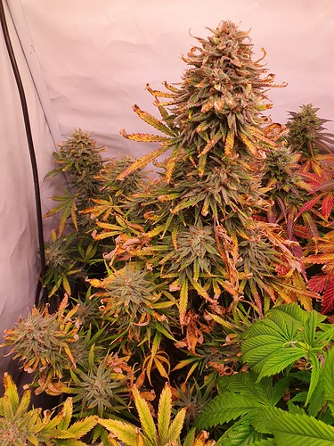 Growreport Bild 4