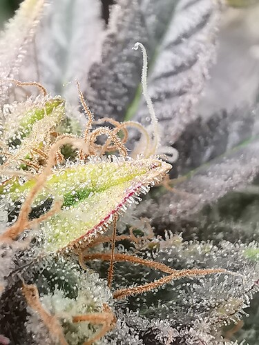 Growreport Bild 31
