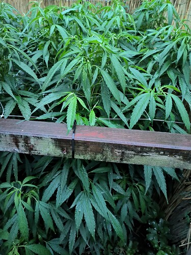 Growreport Bild 2