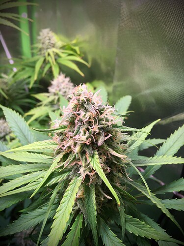 Growreport Bild 7