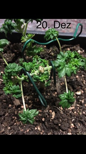 Growreport Bild 6