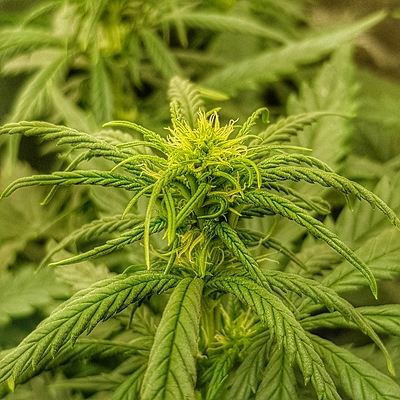 Growreport Bild 1