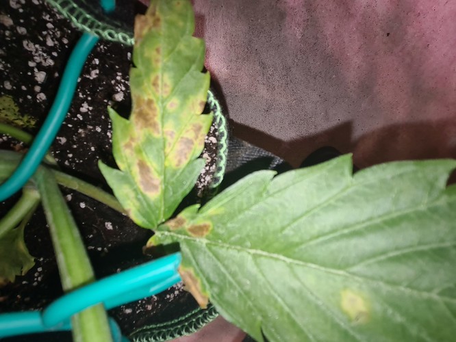 Growreport Bild 9